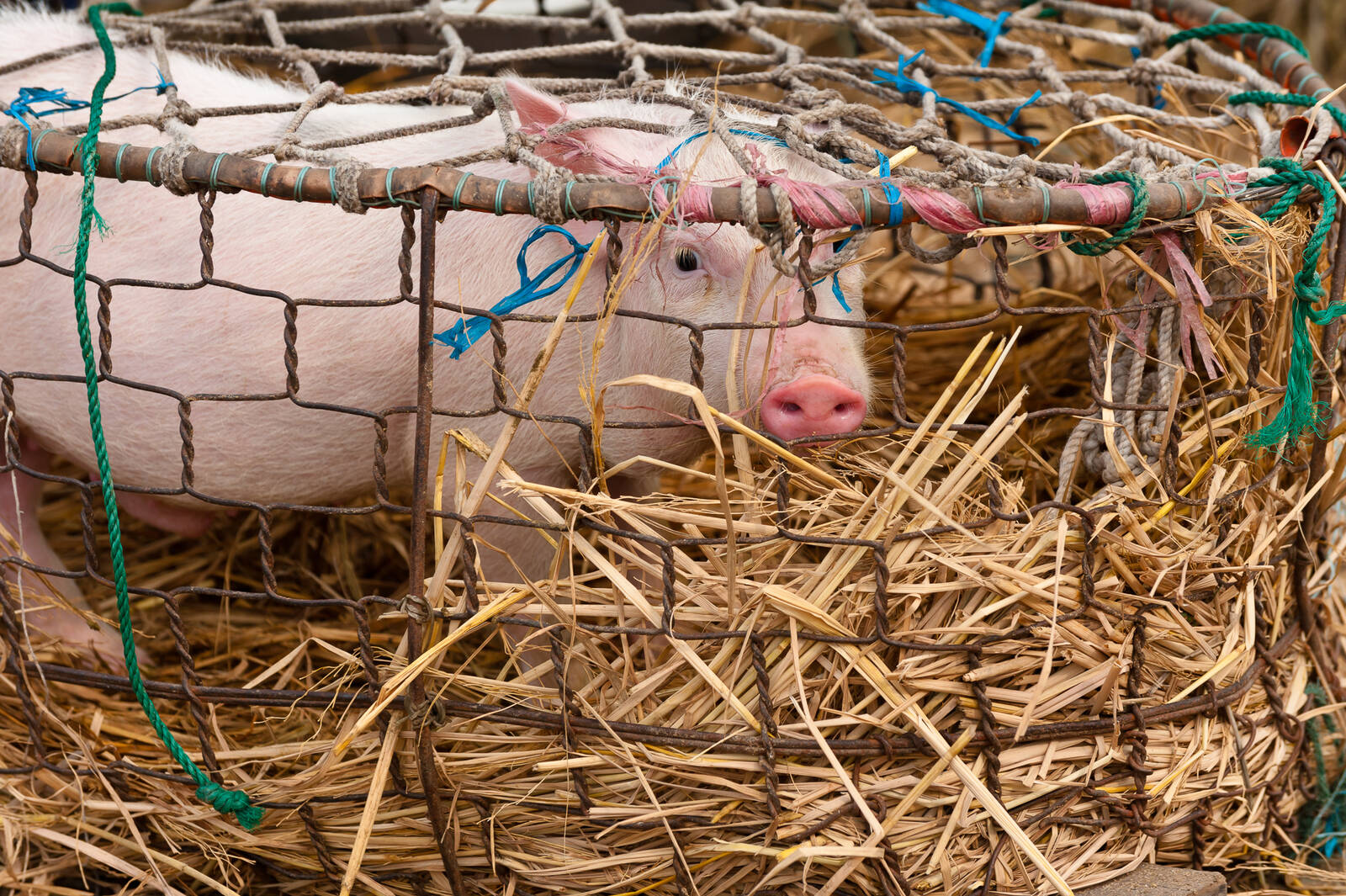 Image of Ba Ren Pig Market by Sue Wolfe