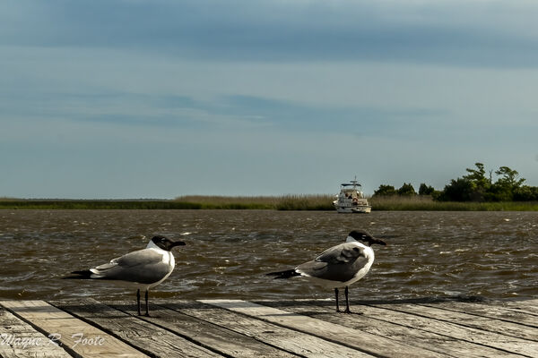 Looking across the Apalachicola River. Laughing Gulls. 