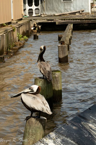 Pelicans are a common sight..