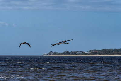 Pelicans crossing Ochlockonee Bay.