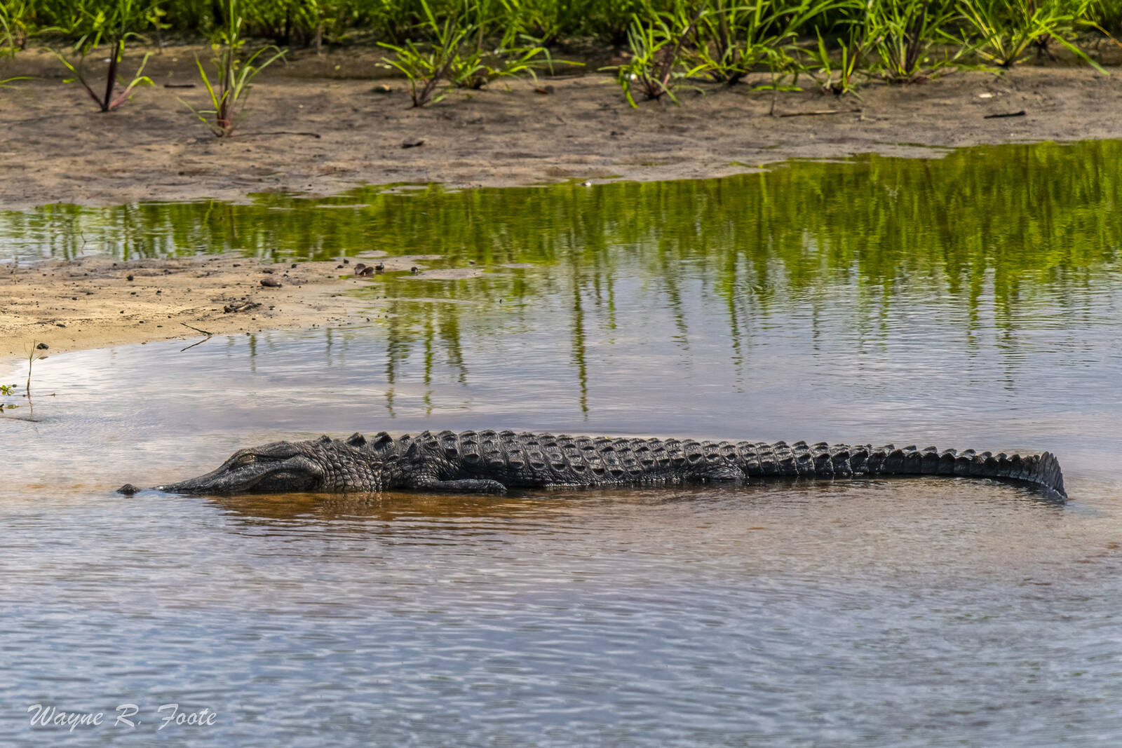 Image of Myakka River Alligator Viewing Point by Wayne Foote
