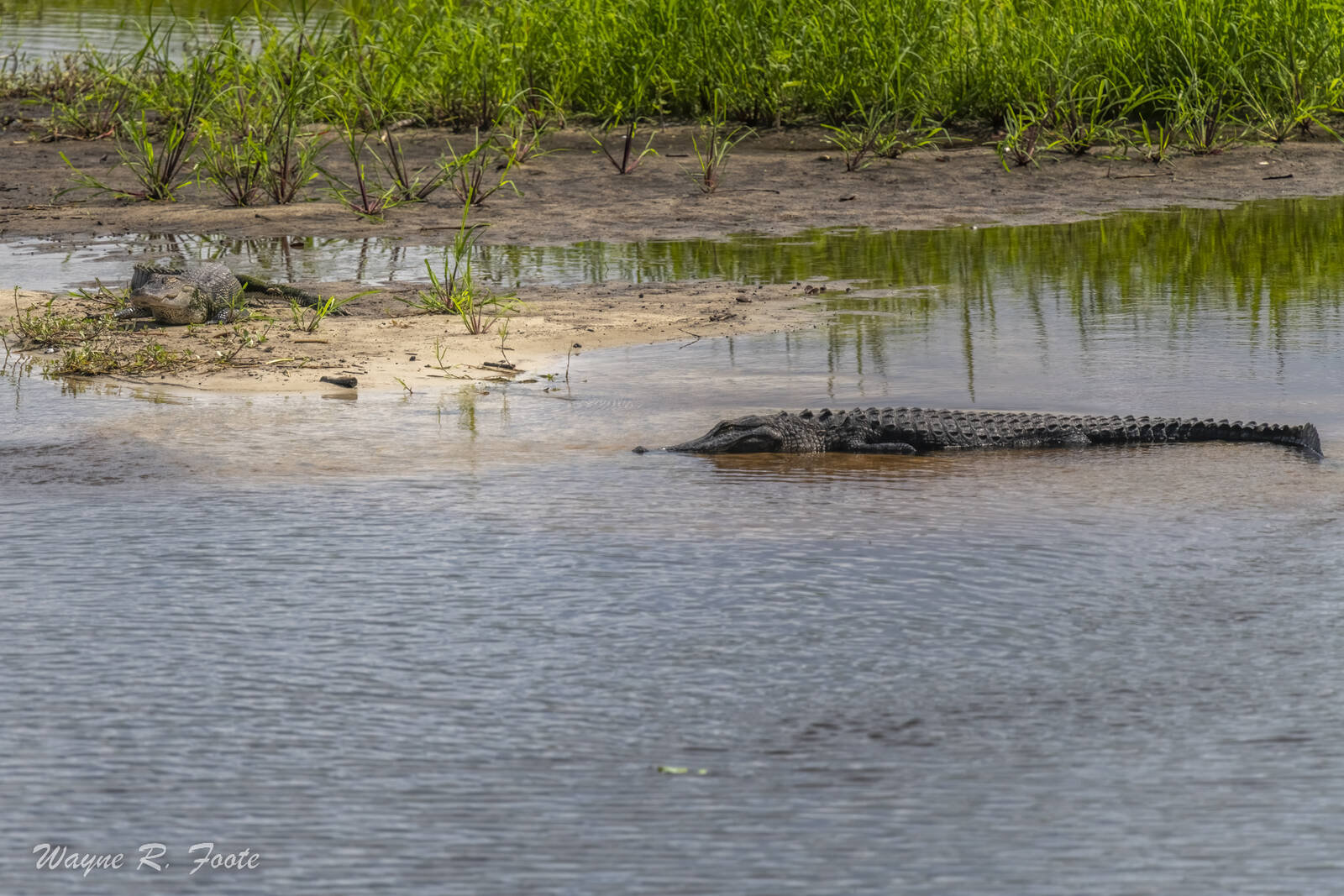 Image of Myakka River Alligator Viewing Point by Wayne Foote