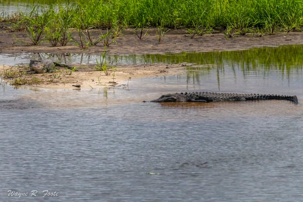 There were about fifteen alligators present when I visited. Here are two of them.