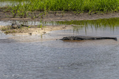 There were about fifteen alligators present when I visited. Here are two of them.