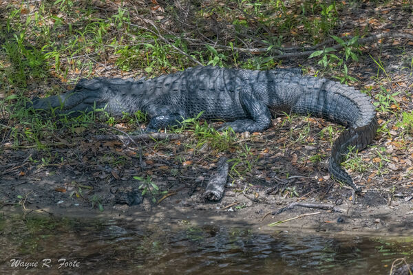 The alligators look sleepy and slow. A few moments after this was taken this alligator launched himself into the water and caught a large bird. Be careful. This alligator is about 7'/2.1 m long
