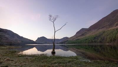 Image of Buttermere lonely tree - Buttermere lonely tree
