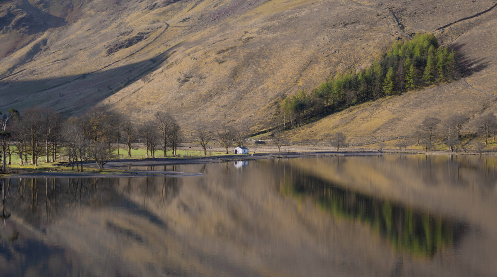 Image of Buttermere Pines, Lake District by michael bennett
