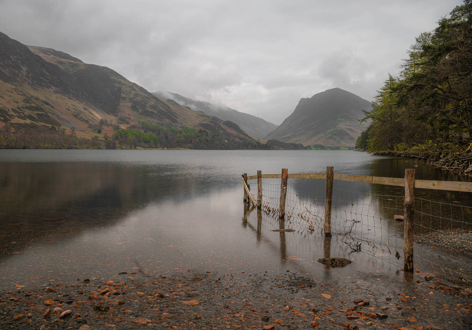 Image of Buttermere lonely tree by michael bennett