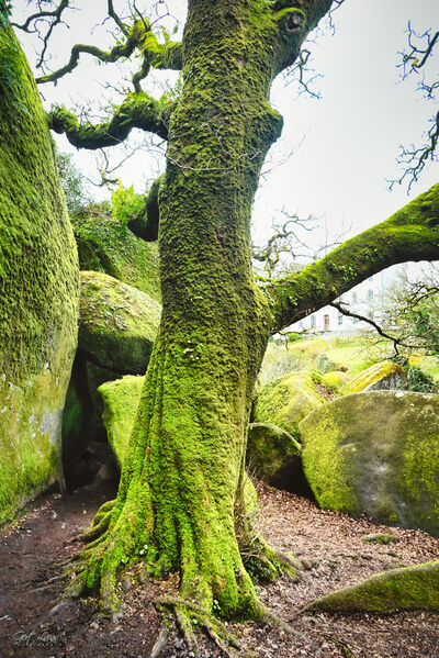 Photo of Huelgoat Forest - 'The Rock Chaos' - Huelgoat Forest - 'The Rock Chaos'