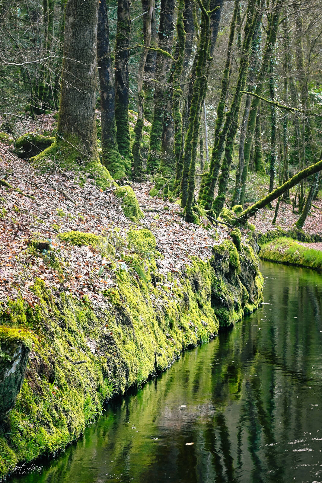 Image of The Silvermine Canal, Huelgoat Forest by Gert Lucas