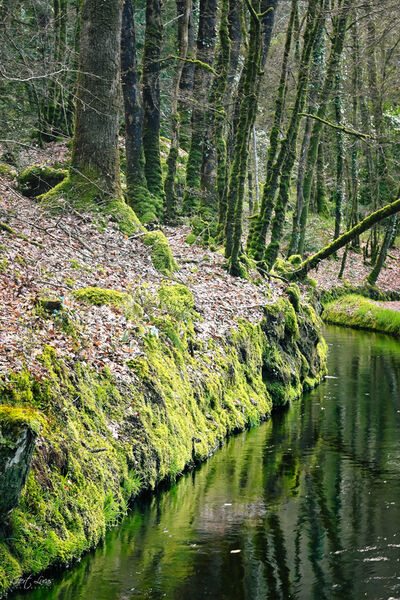 Photo of The Silvermine Canal, Huelgoat Forest - The Silvermine Canal, Huelgoat Forest