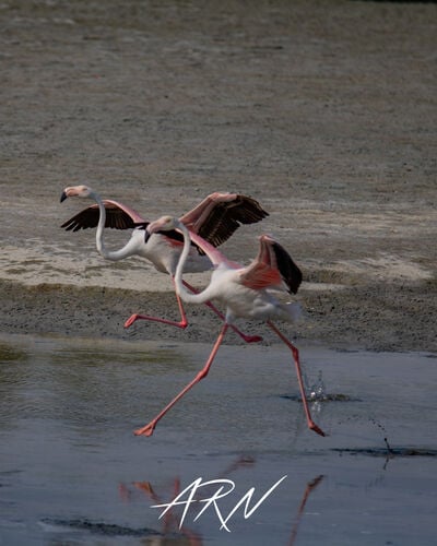 images of the United Arab Emirates - Ras al Khor Wildlife Sanctuary