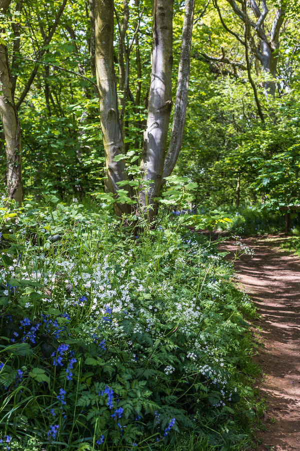 Bluebells  and wild flowers at Everdon Stubbs - 2023