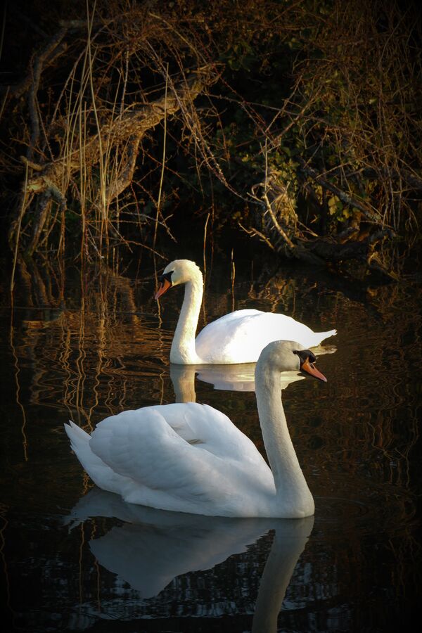 swans on chichester canal by adrian arnell photography