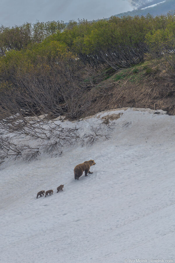 Kamchatka is often called "Bears land"
