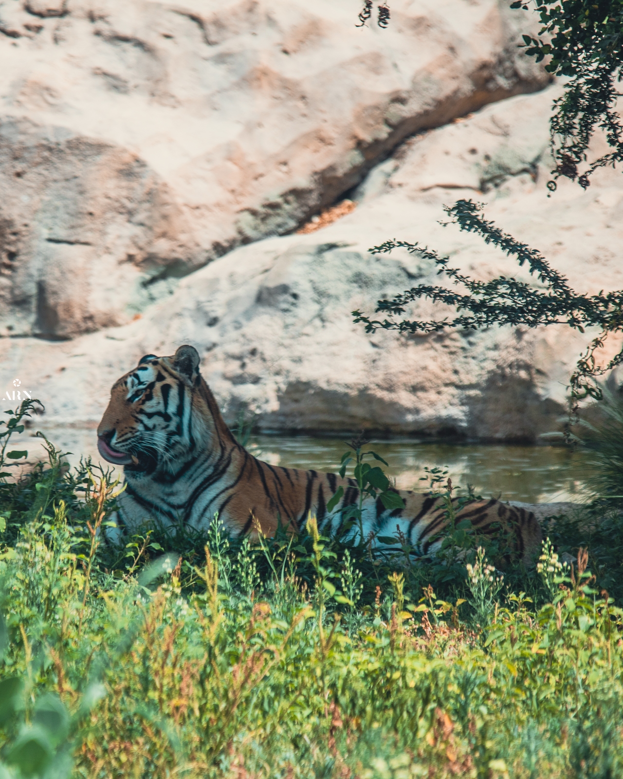 Image of Dubai Safari Park by raffae nauman