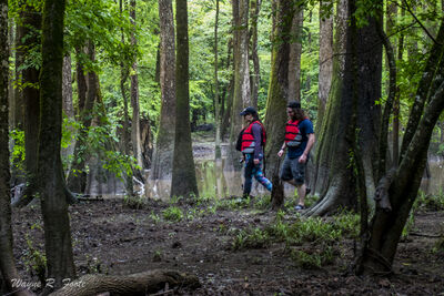 Picture of Congaree National Park - Cedar Creek - Congaree National Park - Cedar Creek