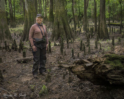 The stubs in the ground are cypress knees. Their purpose is unknown. The trees in the background are cypress.