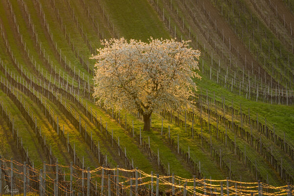 Sunrise in April. To get this shot, where the first light hits the blossoming cherry tree, you have to drive to the other side of the vineyard, opposite of the spot, mentioned in the description. .