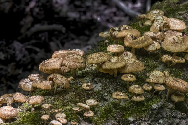 Fringed Sawgill mushrooms. Although these mushrooms are edible it is unlawful to remove anything from a National Park except the things you bring with you.