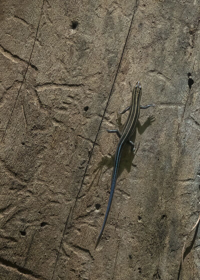 Five-lined Skink running up a dead tree hunting for insects. The blue tail is typical of these lizards.