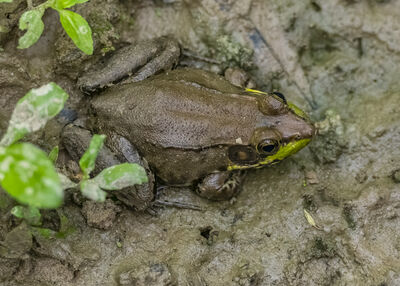 Green frog lying in wait for prey on the forest floor