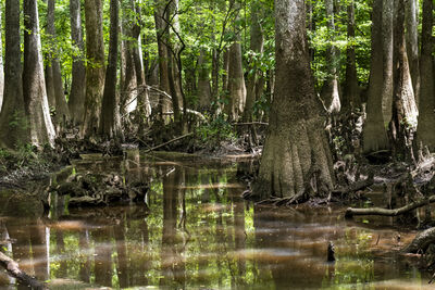 Photo of Congaree National Park - Boardwalk Trail - Congaree National Park - Boardwalk Trail
