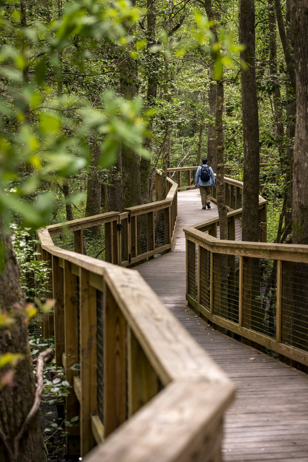 Image of Congaree National Park - Boardwalk Trail by Wayne Foote