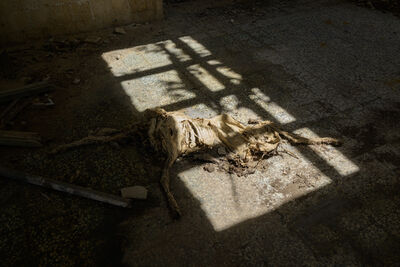 Sheep corpse in one of the abandoned buildings of Goli otok