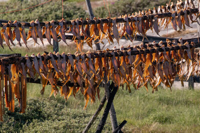 Dried fish for the dogs