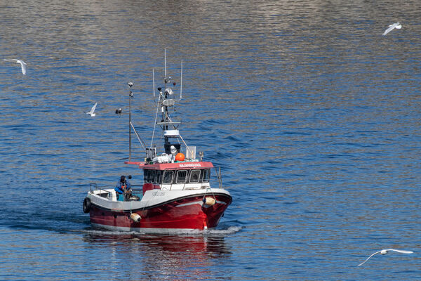 Fishing boat coming into the harbour with the gulls