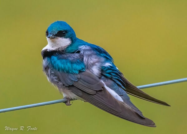 Male Tree Swallow.