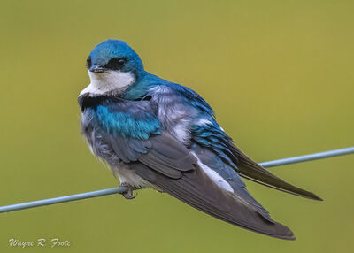 Male Tree Swallow.