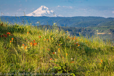 Mount Hood from Chatfield Hill.