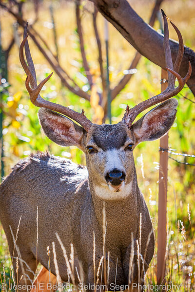 Buck in one of the orchards