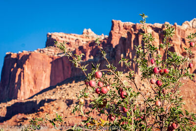 Apples and red rocks
