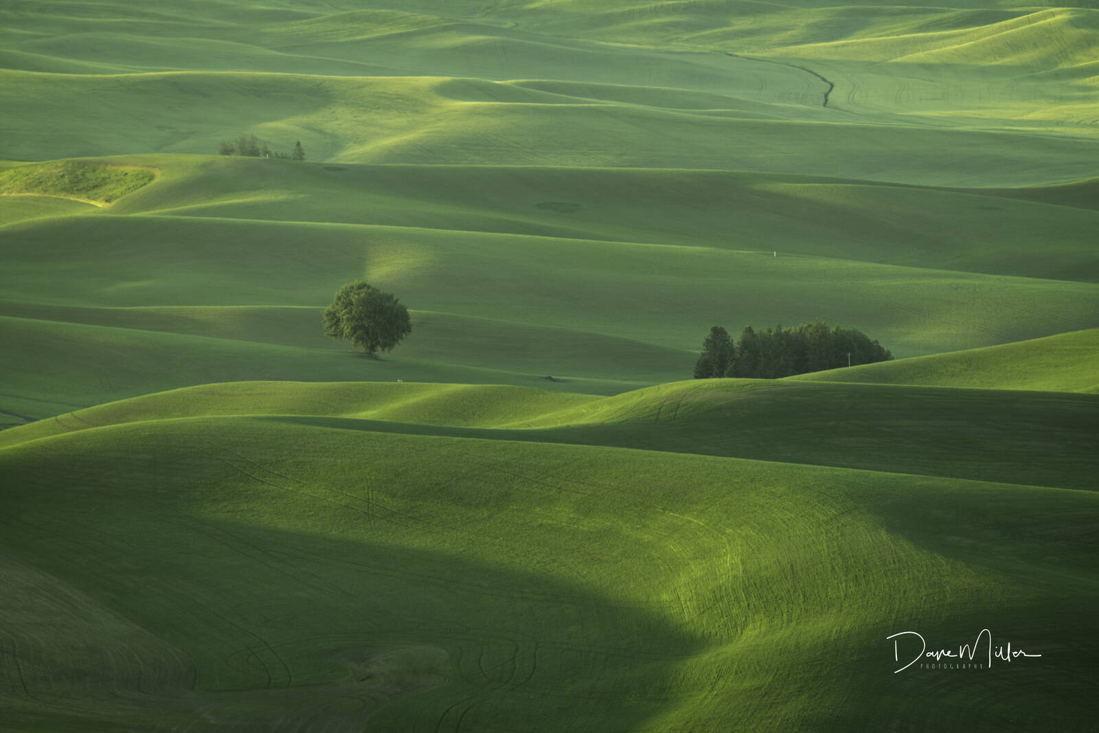 Image of West Steptoe Butte Viewpoint by Dave Miller