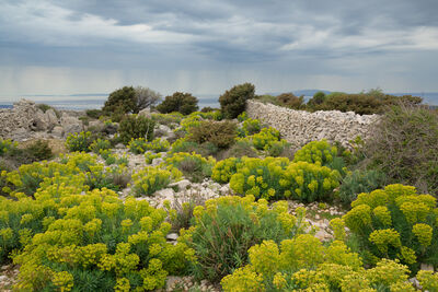Euphorbia characias, the Mediterranean spurge at Kamenjak hill, Rab island