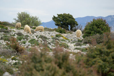 Grazing sheep, Kamenjak hill, Rab island.