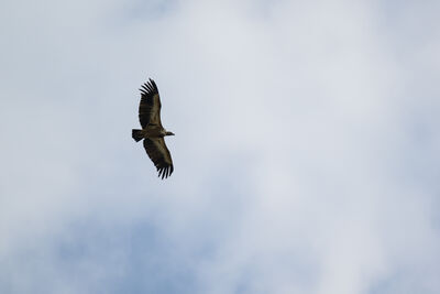Griffon vulture at Kamenjak hill, Rab island