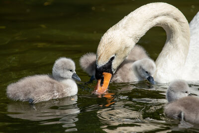 At the right time of year the royal cygnets are there!