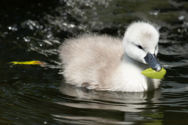 The cygnets are hours of photographic fun!