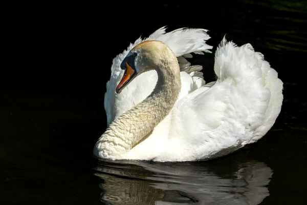 Majestic swans