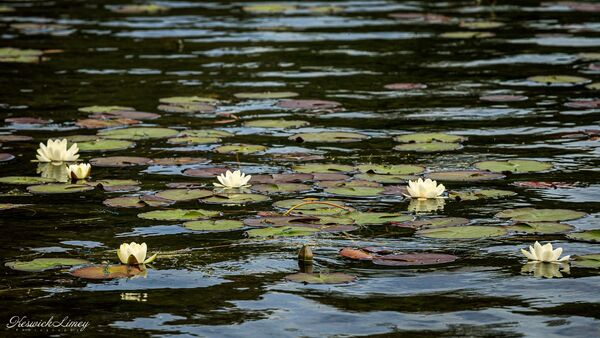 Water Lilies in Abbot’s Bay.