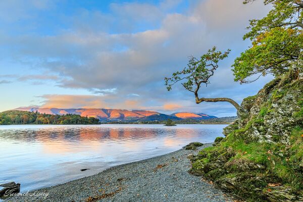 Looking out over Derwent Water from Otterbield Bay with the lone tree in the foreground at sunset.