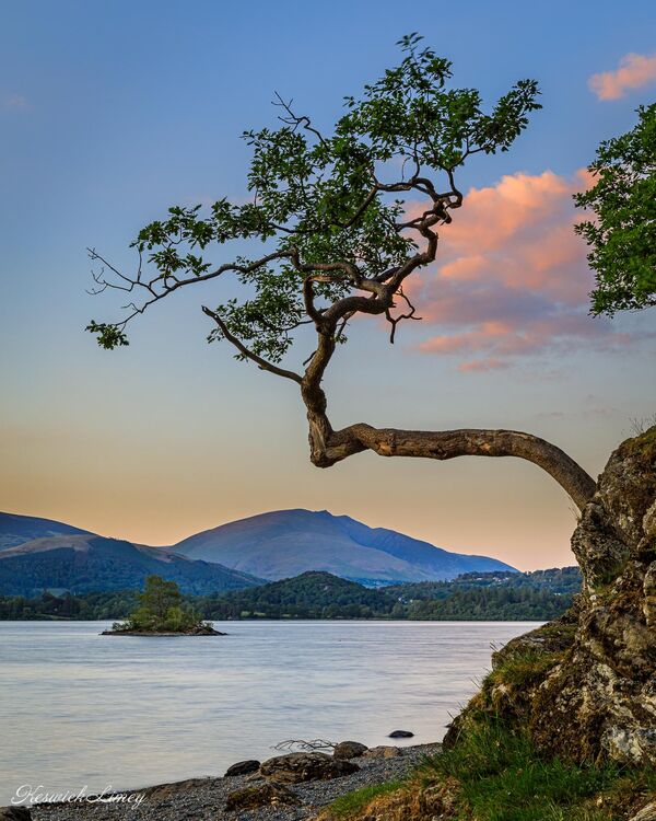 The lone tree at Otterbield Bay with Blencathra in the background at sunset..