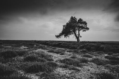 Picture of Lone Tree - Lone Tree