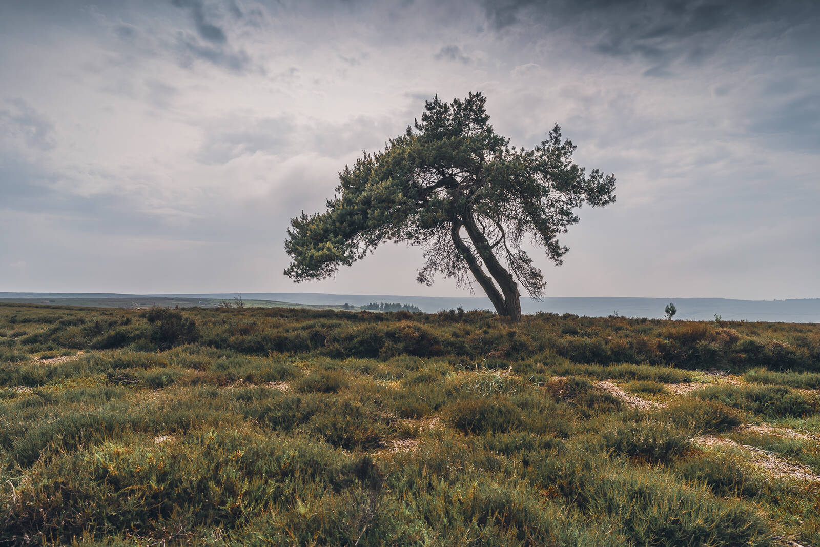Image of Lone Tree by James Billings.