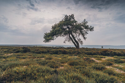 Image of Lone Tree - Lone Tree