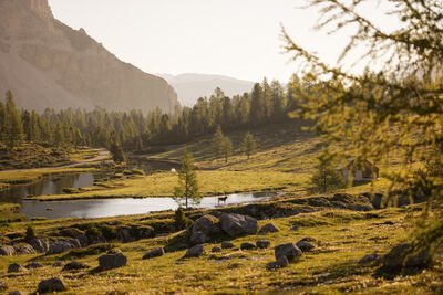 pictures of The Dolomites - Fanes Piccolo Pasture